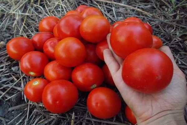 tomato yamal reviews photo