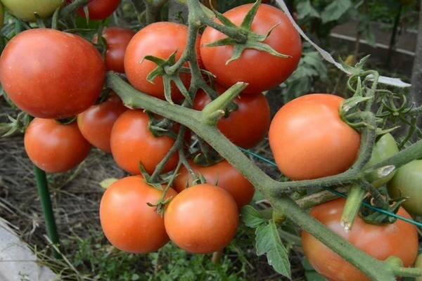 tomato yamal reviews