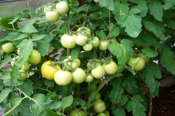 Devinette tomate