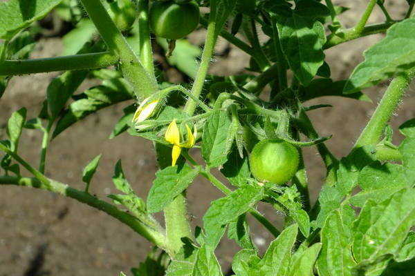 pomidorai blogai surišti
