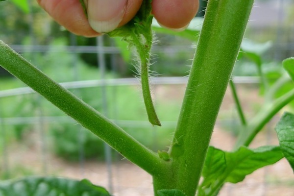 tomatoes are not tied in the greenhouse