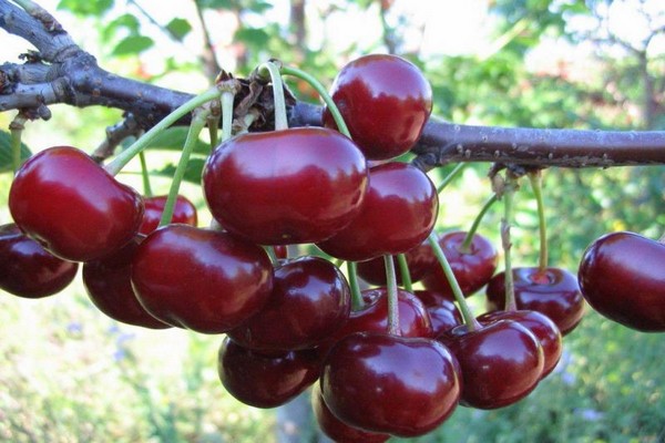 Turgenev cherry description