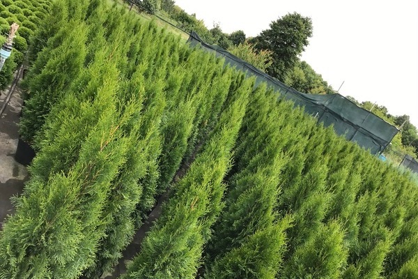 Thuja in Siberia: planting and care in Siberian conditions