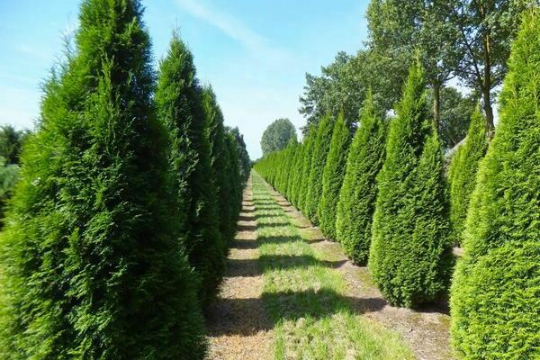 Thuja in Siberia: planting and care, which thuja to plant in Siberia