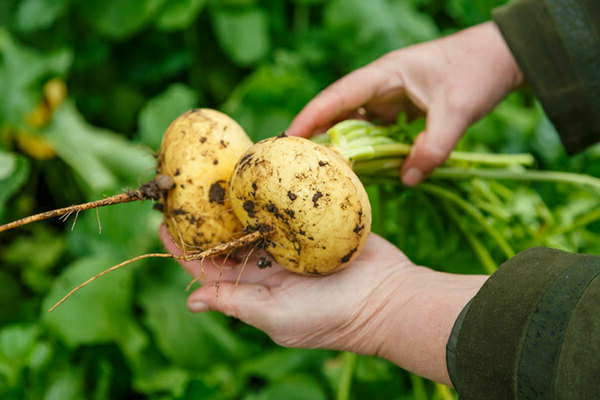 when to remove turnips