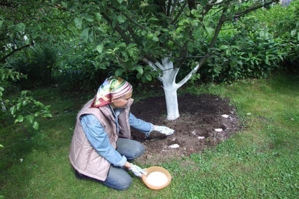 fertilizer for apple trees