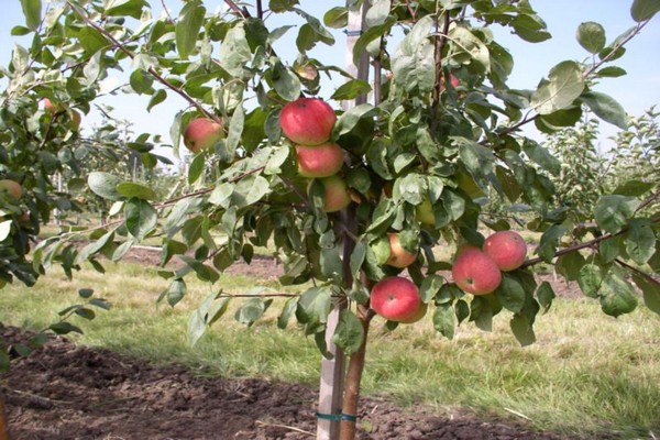 søyle epletrær som planter + og steller