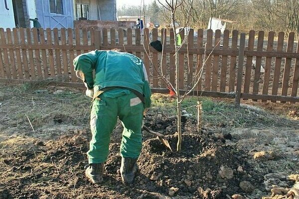how to care for an apple tree