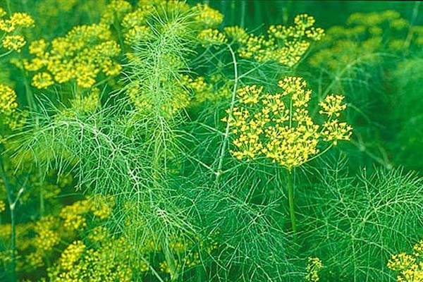 why does dill turn yellow + in the garden + what to do