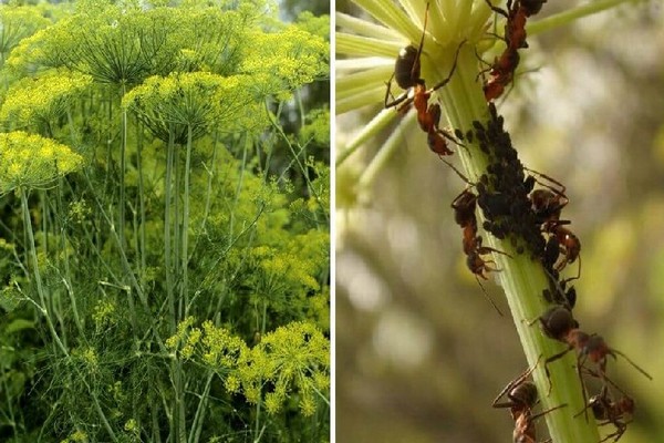 why does dill turn yellow + in the garden
