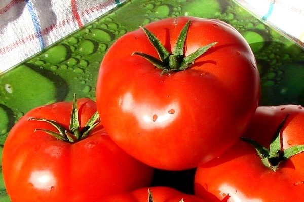 tomato verochka characteristic