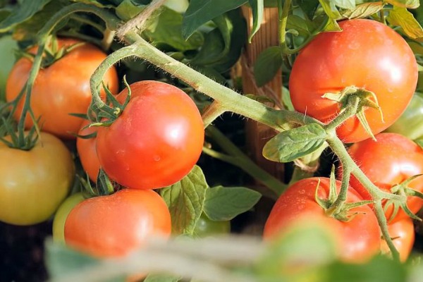 tomato verochka reviews photo