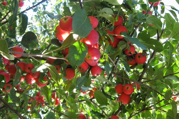 kıdemli elma ağacı photo