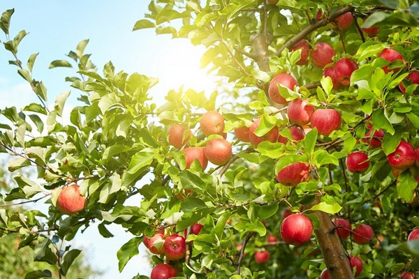 mô tả cây táo kỳ cựu