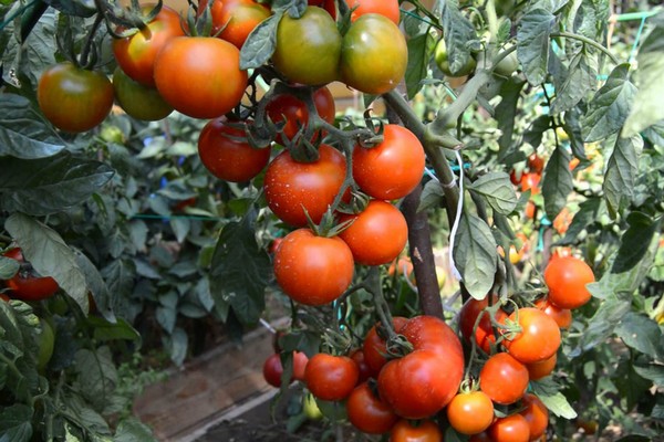 tomatsort tilsynelatende usynlig