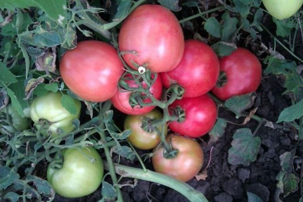 rajčica naizgled nevidljiva recenzije fotografija