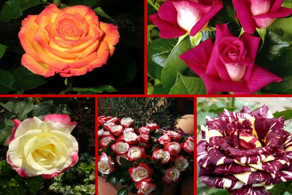 Types of roses with a photo: an introduction