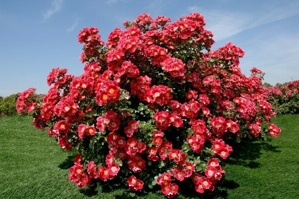 Park soorten rozen met foto's en beschrijvingen