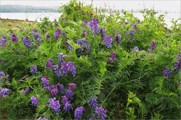vetch + how green manure + when to sow