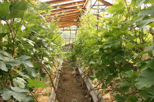 uzgoj grožđa + u stakleniku