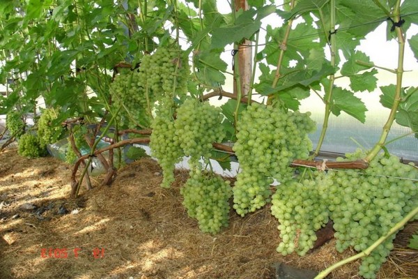 greenhouses of grapes
