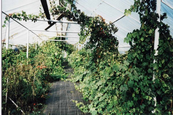 ubas sa greenhouse