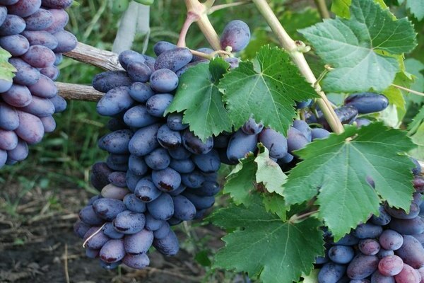 Baikonur grapes