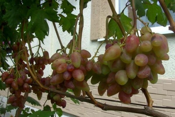grapes Dubovsky pink
