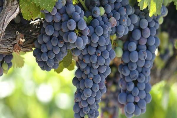 zilga grapes