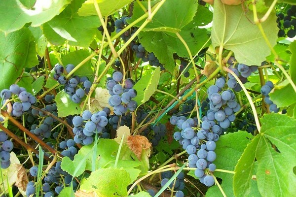 Zilga grape variety