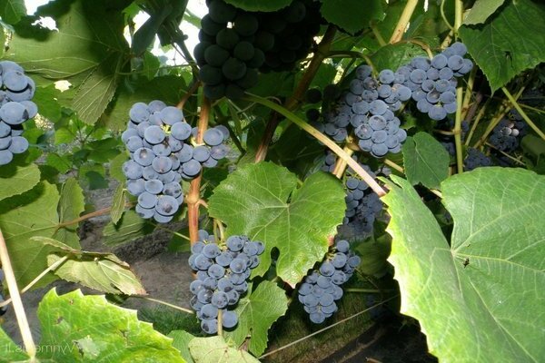 Zilga grapes reviews