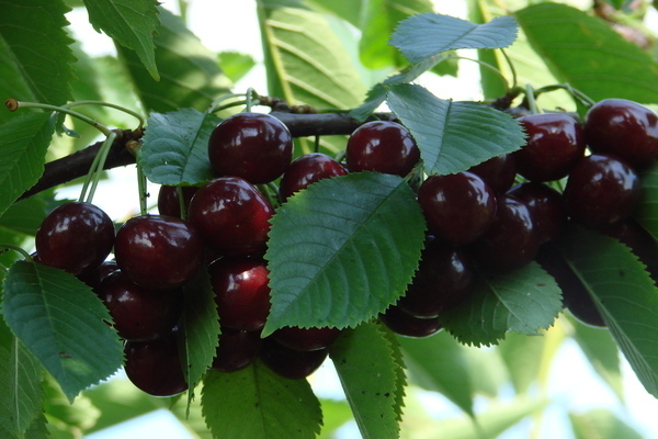 cherry variety kharitonovskaya