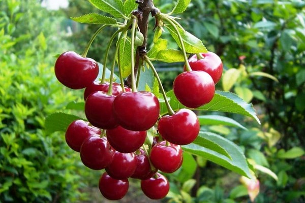 common cherry fruit + and berry crops