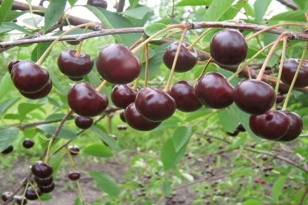 common cherry fruit + and berry crops