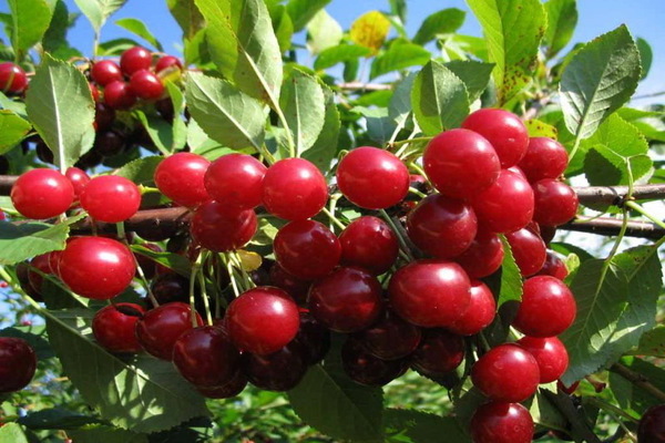 cherry variety Lyubskaya
