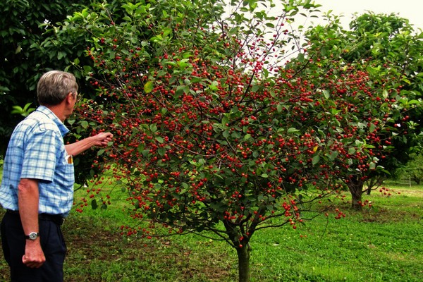 popis odrůdy cherry vladimirskaya