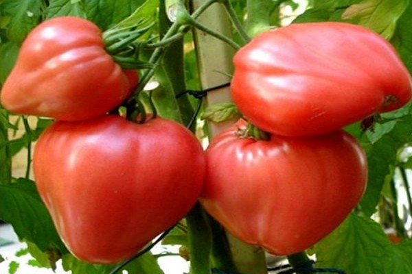 mga review ng tomato ng oxheart