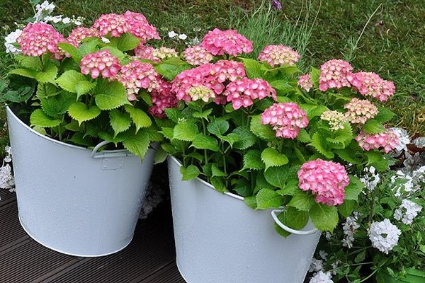 + cómo cultivar hortensias caseras