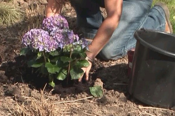 er det mulig å dyrke hortensia