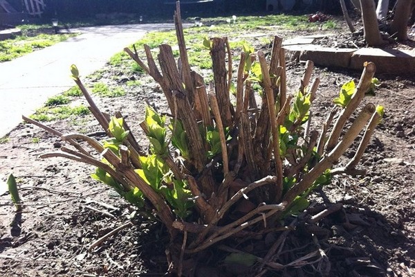 snij de hortensia