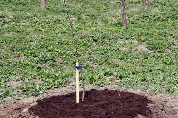 when to plant apple trees