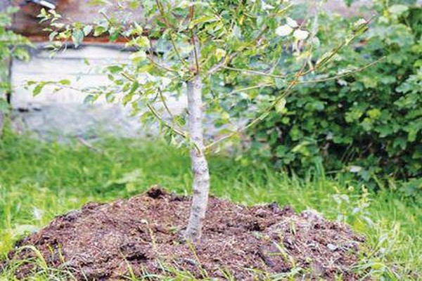 when to plant apple tree seedlings