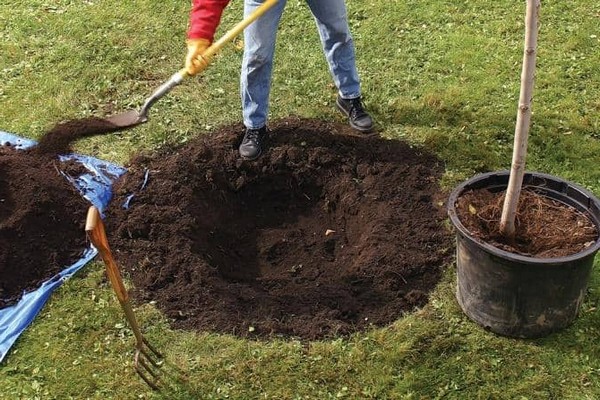 planting an apple tree