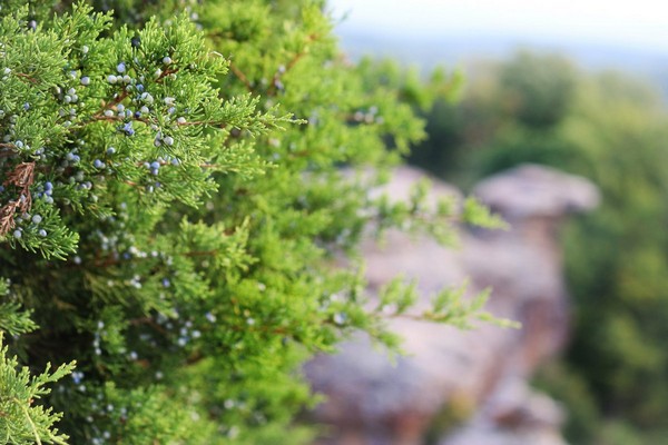 high varieties of juniper types of high junipers
