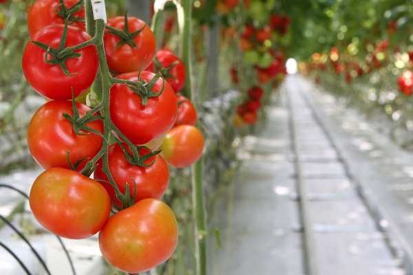 die besten Sorten von hohen Tomaten