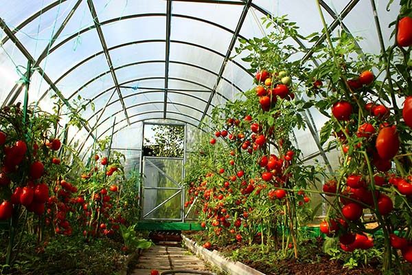 tall varieties of tomatoes + for greenhouses
