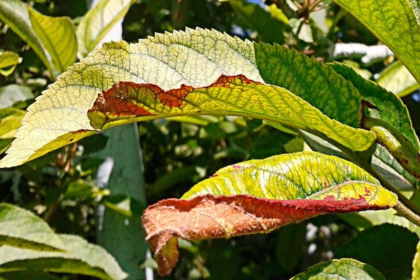 apple leaf disease