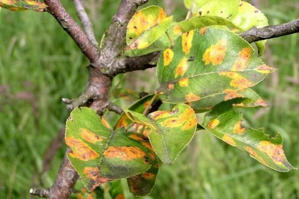 apple leaf disease