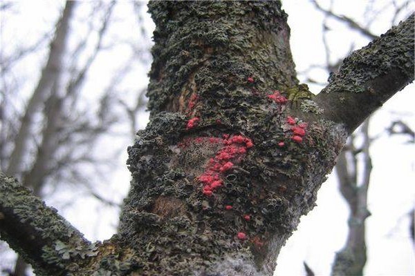 disease of apple trees + and + their treatment