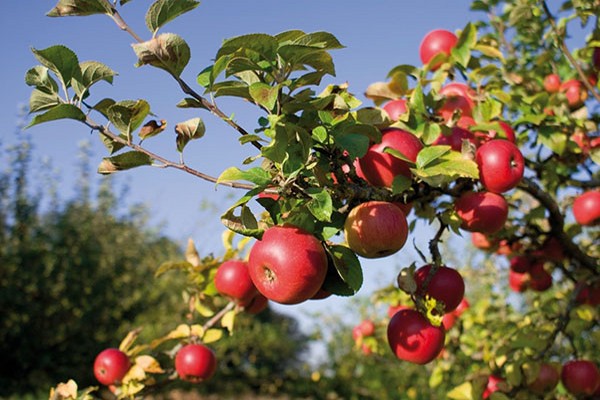 popis fotografií nových odrôd jabloní